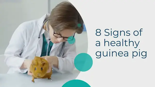 'Video thumbnail for 8 Signs of a Healthy Guinea Pig'