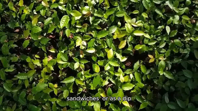 Video thumbnail for pesto recipe without pine nuts