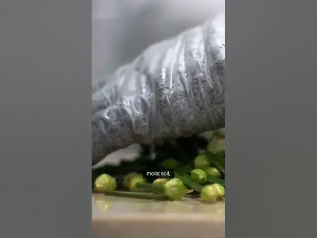 Video thumbnail for Easy Herb Cultivation Guide #beginnergardeners #facts #gardeningtipsforbeginners #garden #gardening