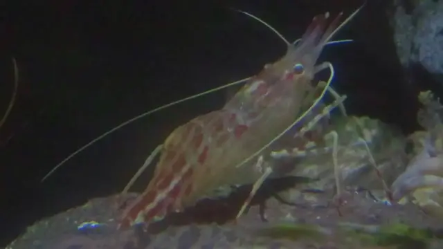 Video thumbnail for Morotoge shrimp