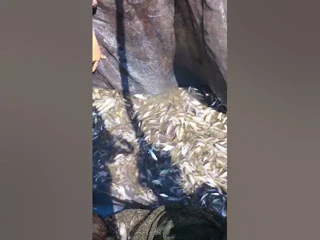 Video thumbnail for EP002 Omg a lot fish  #fish #alotfish #cathfish #shortfish