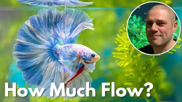 Video thumbnail for Do Betta Fish Prefer Still or Moving Water - ANSWE