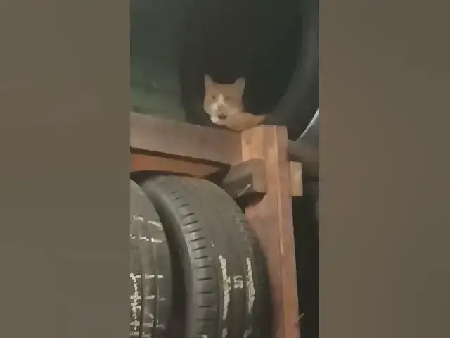 Video thumbnail for #remix #EL GERÓNIMO