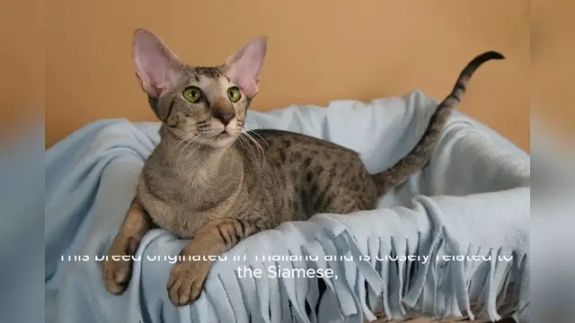 'Video thumbnail for Oriental Shorthair'