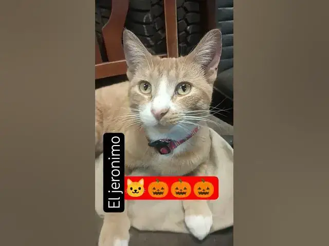 Video thumbnail for JERÓNIMO #dj #musica #cat #techno #music