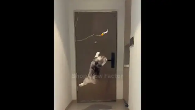 Video thumbnail for 🐱🐾 Bring Playtime to Life! 🎈⚡ Hanging Bouncing Cats Toy || Link is in Description || #usa #shopping