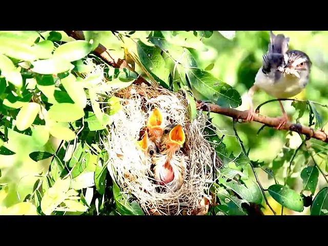 'Video thumbnail for កូនចាបតូចៗ នៅក្នុងសំបុក | All babie wild bird stay in nest'