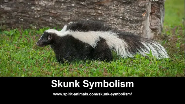 Video thumbnail for Skunk Symbolism