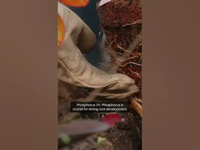 Video thumbnail for Essential Plant Fertilizers Guide #gardeningtips #greenthumb #beginnergardeners #bloomingbeauty