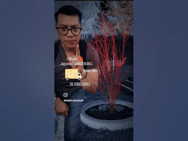 'Video thumbnail for MAPLE Japonés 🍁 ARCE SANGO KAKU.Benta con envío GRATIS a Todo México 🇲🇽😎 #shot #plakarq #mapletree'