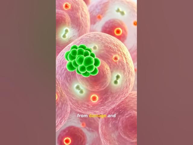 Video thumbnail for What Happens Inside Your Body When You Drink Olive Oil Daily #bodyscience #healthfacts