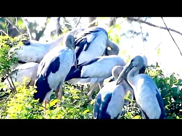 Video thumbnail for Birds Galore Exploring Avean Lake in Banteay Meanhey -baby birds hungry eat   @viralbirdNest