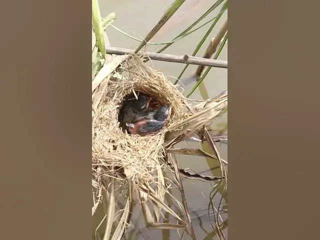 Video thumbnail for 200 IQ babies Bird