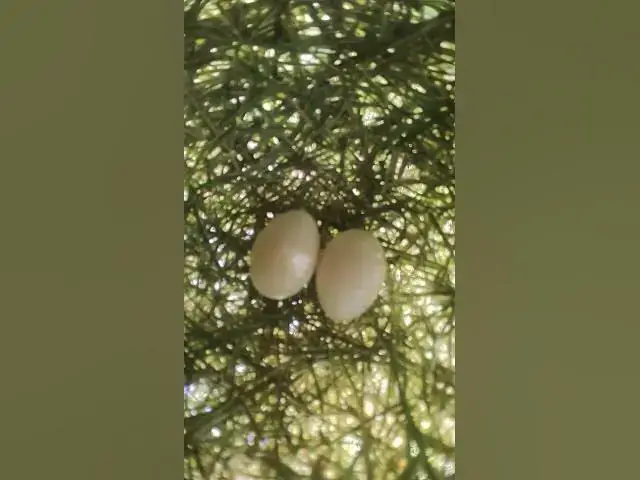 Video thumbnail for Two Egg of Golden Sparrow  #egglaying #birds #nestling #eggproduction #snail #nest #nestegg #egg