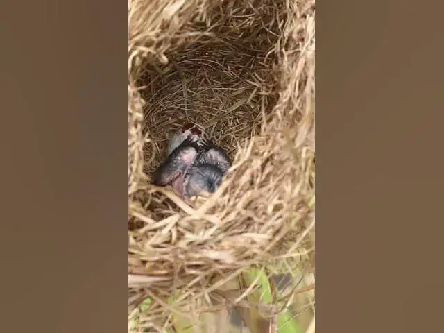 Video thumbnail for Babies Cries Feed in Nest  EP#0106 #nestegg #egglaying #satisfying #nestling  #birds #baby  #nature