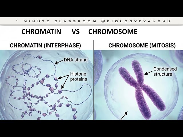 Video thumbnail for Difference between Chromosome and Chromatin|| Chromosome vs Chromatin