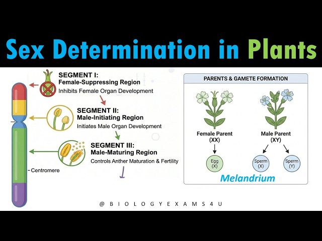 Video thumbnail for Melandrium Sex Determination || Plant Genetics Simplified in 6 minutes