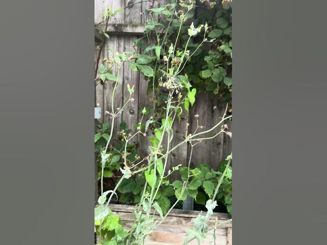 Video thumbnail for Blackberries #blackberry  #berry