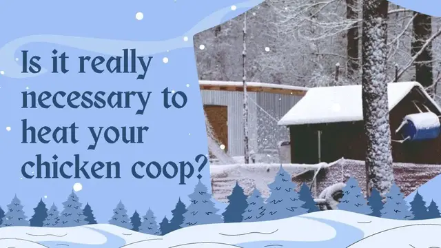 Video thumbnail for Should You Have A Chicken Coop Heater?