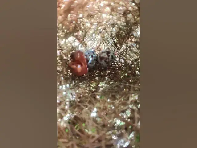 Video thumbnail for Egg & Baby Golden Bird in Nest EP#007 #nestegg #egglaying #satisfying #nestling #eggproduction