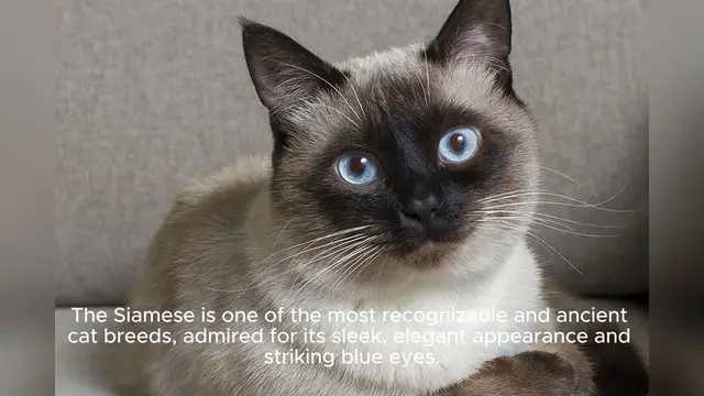 Video thumbnail for Siamese