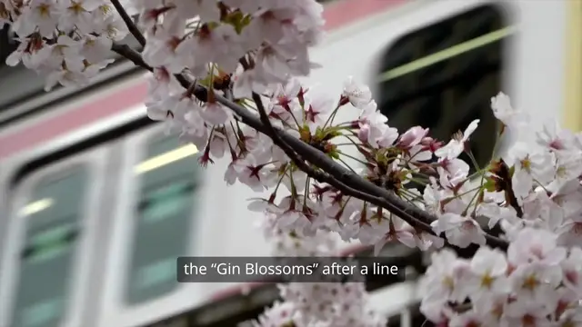 Video thumbnail for Gin Blossoms