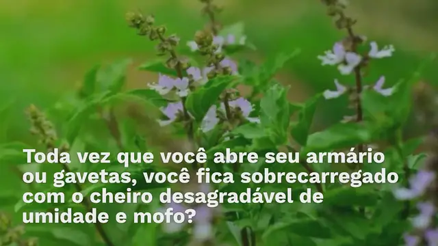 Video thumbnail for Veja como se livrar do cheiro úmido e mofado dos armários para sempre