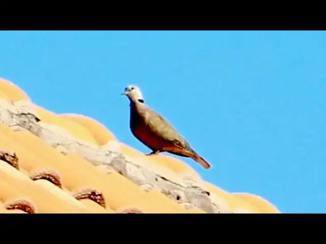 Video thumbnail for Cute Female dove bird stay on compost home #DoveForest @DoveFores