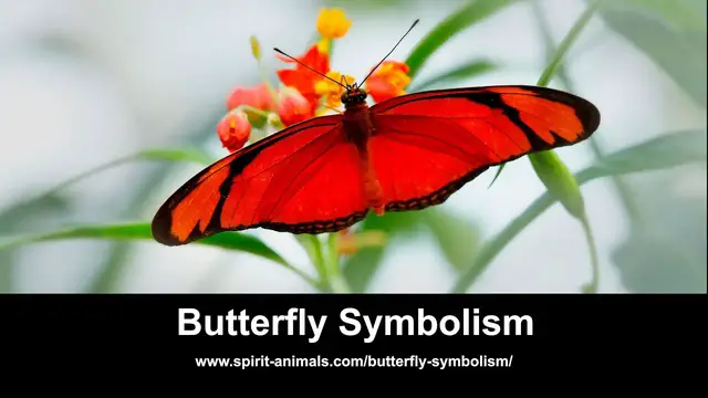 Video thumbnail for Butterfly Symbolism