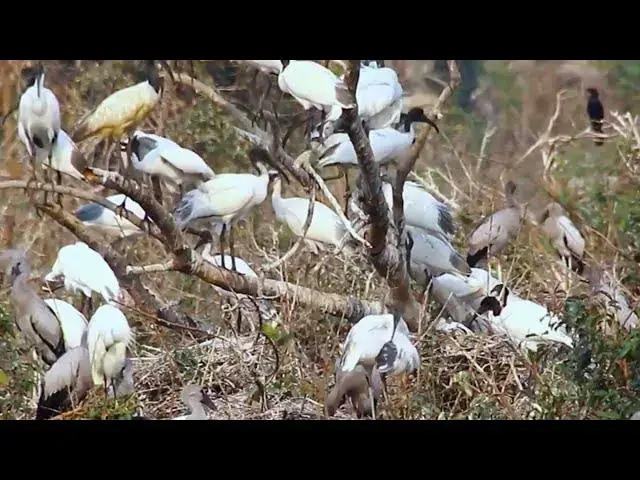 Video thumbnail for Amazing of Lake - All bird on the nest