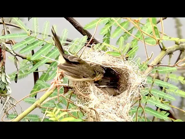 'Video thumbnail for A Bird's Haven: Mother's Sparrow Feeding Sanctuary'