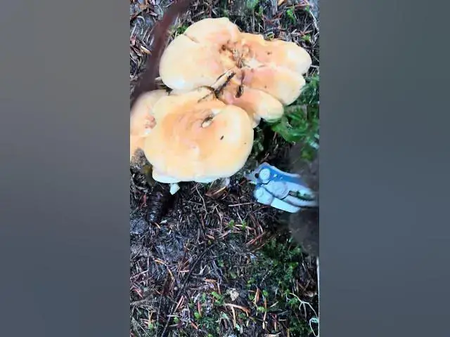 'Video thumbnail for How can I resist big beautiful hedgehog mushrooms?!? Harvested at 5k in the Cascades'