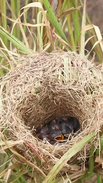 Video thumbnail for Baby Grown Sparrow In Nest EP#014 #nestegg #egglaying #satisfying #nestling #eggproduction  #nesting