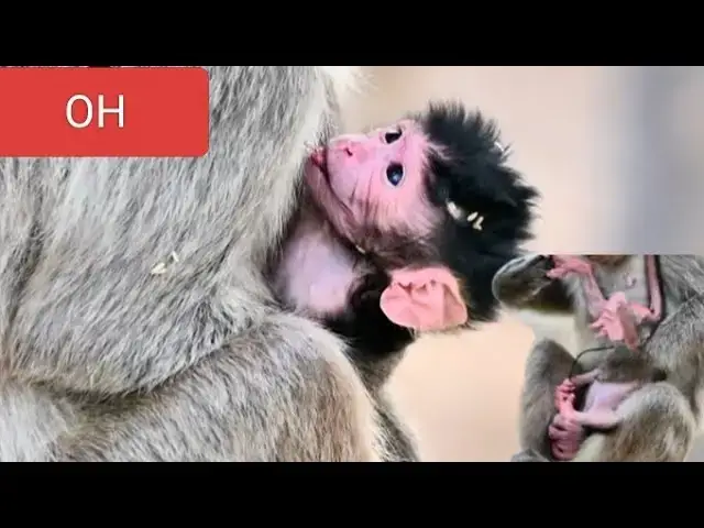 Video thumbnail for New Born Baby monkey so stronger#monkeysr #babymonkey #wildlifeentertainment