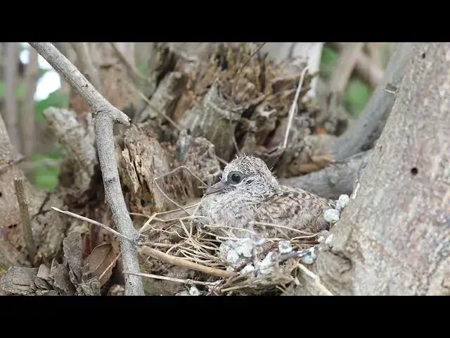Video thumbnail for The baby Wild Baby Dove Growing Up in Nest