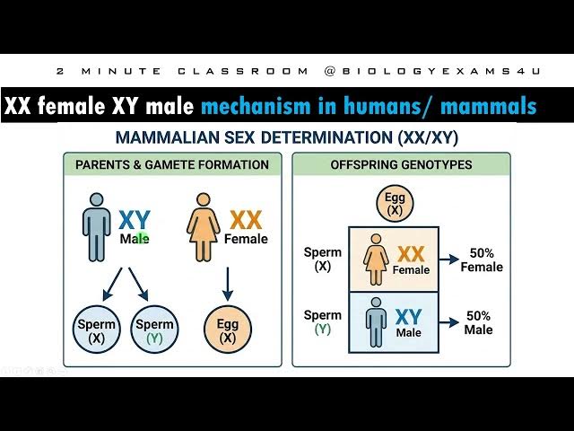 Video thumbnail for XY Mechanism of Sex Determination in Humans/ Mammals