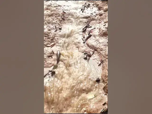 Video thumbnail for A lot fish ep 006  #fish #fishing #fishingvideo