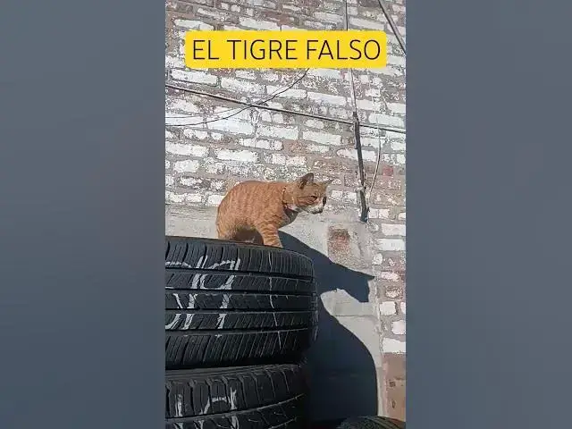 Video thumbnail for #gatos #humor EL JERÓNIMO