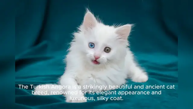 'Video thumbnail for Turkish Angora '