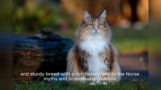 'Video thumbnail for Norwegian Forest Cat'