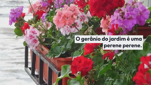 Video thumbnail for O que adicionar à água para regar gerânios: eles florescerão exuberantemente mesmo no inverno