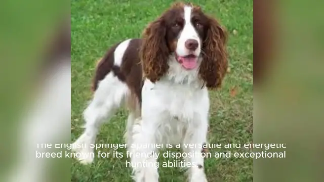 Video thumbnail for The English Springer Spaniel