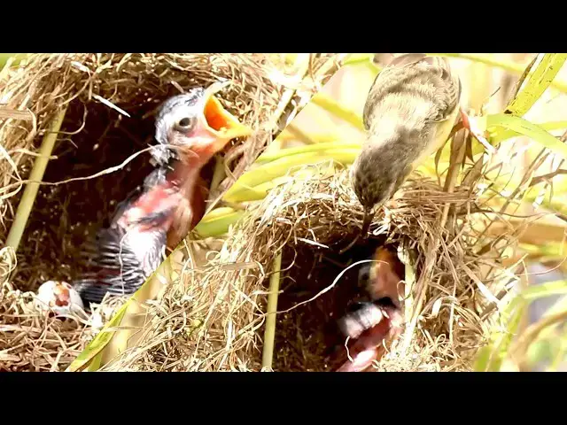 Video thumbnail for 2025: Baby Sparrows Feeding in Wild Nest