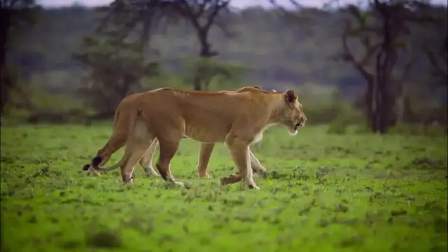 Video thumbnail for Pair of Lionesses Walking Together