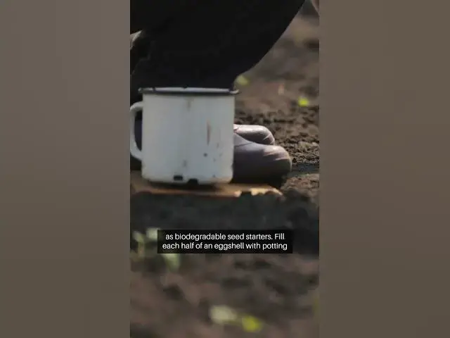 Video thumbnail for Eco Gardening Hacks Banana Peels Eggshell #gardeningtips #greenthumb #beginnergardeners  #diygarden