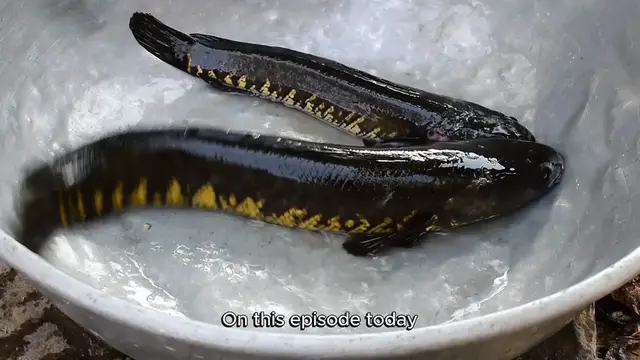 Video thumbnail for Blackened Fish