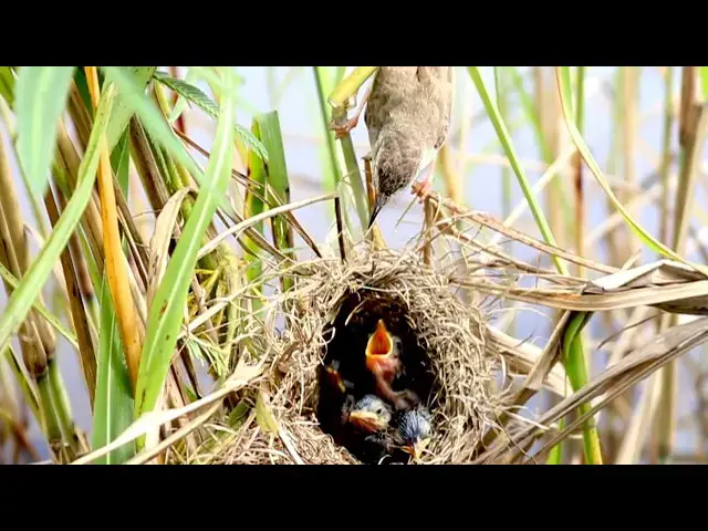 Video thumbnail for Nature's Cutest Moments: Baby Birds Eating! - baby birds eat   @viralbirdNest