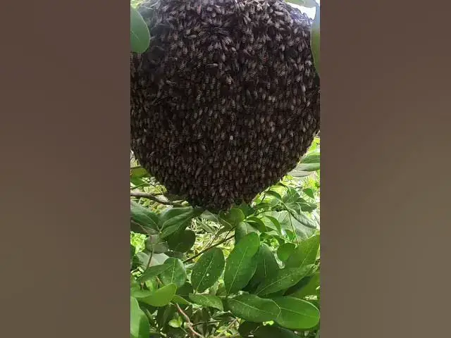 Video thumbnail for Bee Short #bee