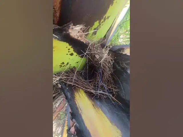 Video thumbnail for amazing egg bird   #shortsviral #birds #birdnest