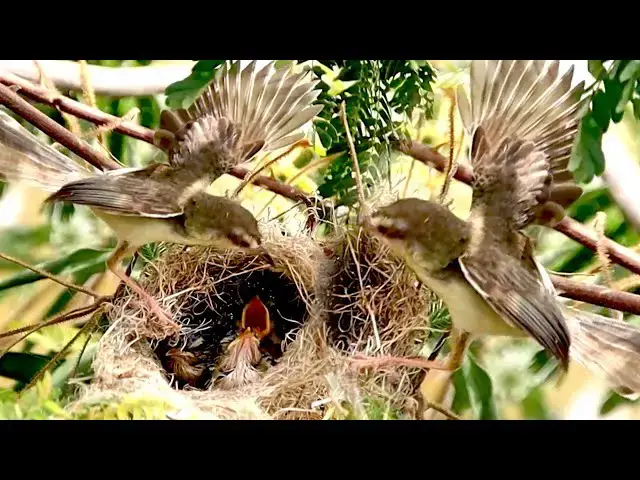 'Video thumbnail for Wow Baby's bird crie Feeding Frenzy in Baby Bird's Cozy Nest'